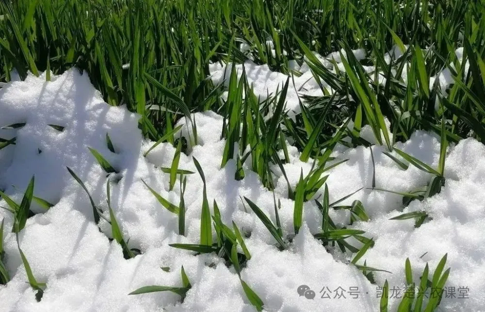 【每周学农】小麦抗低温雨雪冰冻技术措施